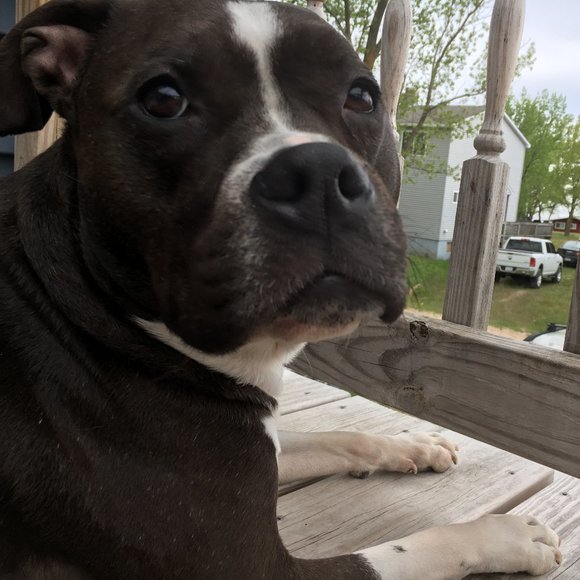 Meet your Posher, Cerin - Picture 1 of 1